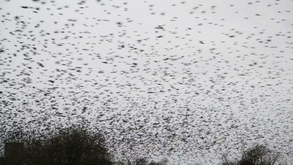 Rinko Kawauchi - Halo, 2017